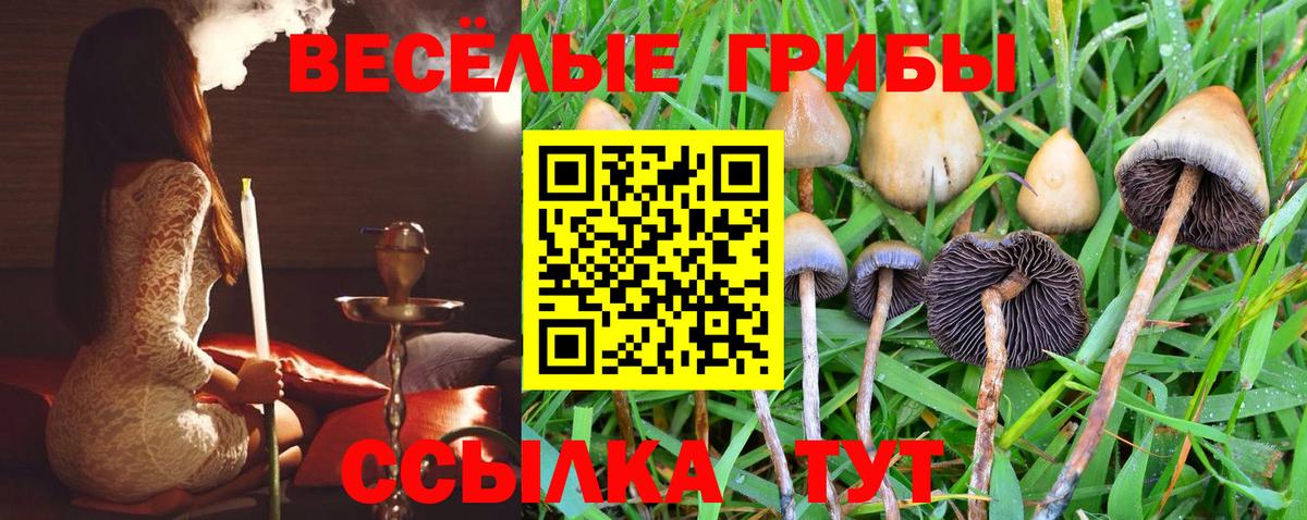 Моршанск  Галлюциногенные грибы Psilocybe  Вход с VPN  Галлюциногенные грибы прущие грибы 